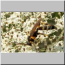 Ichneumon sarcitorius - Schlupfwespe m01c 15mm fdet02.jpg